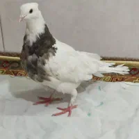 ماده طوقی کفتر|پرنده|نجف‌آباد, قلعه سفید|دیوار