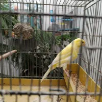 قناری نر|پرنده|اصفهان, کلمان|دیوار