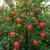 نهال سیب گرانی اسمیت در اردبیل با قیمت رقابتی