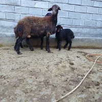 گوسفند بره دار نژاد دار فروشی|حیوانات مزرعه|مینودشت, |دیوار