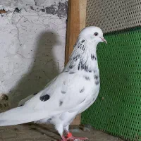 چند عدد کفتر پرشی کبوتر|پرنده|ساری, |دیوار