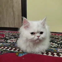 گربه پرشین نر|گربه|مشهد, کوشش|دیوار