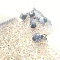 کبوتر پلاکی.سری۳۰۰|پرنده|کرخه, |دیوار