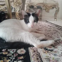 واگذاری رایگان گربه خانگی ماده عقیم شده