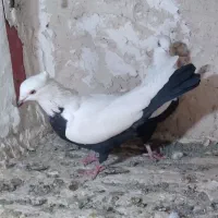 شالنگی و سیندوم سرخ|پرنده|قم, مسجد امام حسن|دیوار