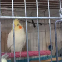 عروس هلندی سالم ۳ تا|پرنده|باقرشهر, |دیوار