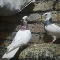 کفتر بوم  پرشی و جفتگاه|پرنده|چناران, |دیوار