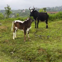 معاوضه با گوسفند