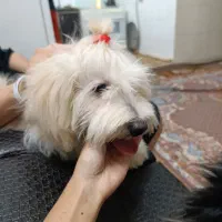 سگ آروم