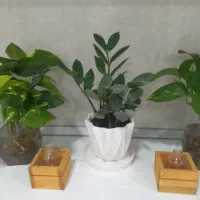 پاکن‌|لوازم التحریر|بندر کنگان, |دیوار