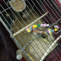 جفت عروس هلندی با یک عدد جوجه و پنج عدد تخم|پرنده|تربت‌حیدریه, حاجی یار‎|دیوار