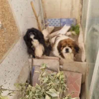 جفت نر و ماده سگ پیکینز