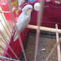 راهب ماده سیلور رنگ خاص