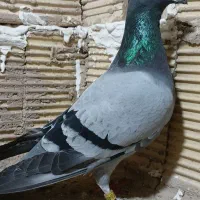 پنج عدد پلاکی درجه یک