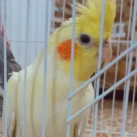 عروس هلندی|پرنده|رضوانشهر, |دیوار