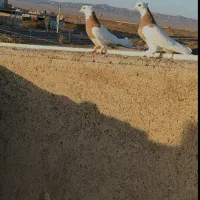 کفتر طوقی زرد