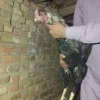 مرغ و خروس|حیوانات مزرعه|خاش, |دیوار