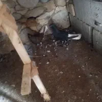 زاغ دم سفید نروماده|پرنده|دوگنبدان, |دیوار