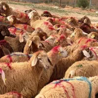 گوسفندچاق وچله  زنده قربانی ۲۴ساعته