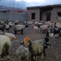 ۸۶ راس میش درجه ۱ بختیاری|حیوانات مزرعه|بلداجی, |دیوار