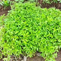 نهال گوجه فرنگی گلدانی