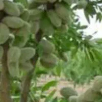 فروش باغ بادام۱۰۰۰۰ متر|فروش زمین و ملک کلنگی|انزل, |دیوار