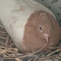 کبوتر کله زر|پرنده|آباده, |دیوار