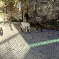 گوسفند|حیوانات مزرعه|گرگان, |دیوار