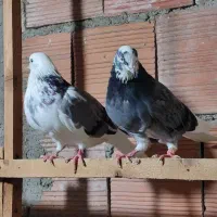 یک جفت ابلغ سبز دهن جور|پرنده|قائمشهر, |دیوار