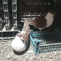 کفتر