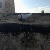 دوعددطوقی نر
