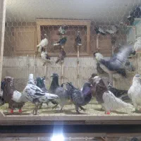 کبوتربوم|پرنده|مشهد, رده|دیوار