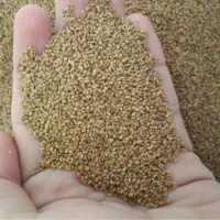 فروش بذر یونجه