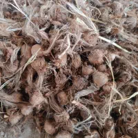 بذر درجه یک زعفران تضمینی و عالی با قیمت مناسب|حراج|گلبهار, نوبهار|دیوار