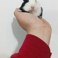 خوکچه هندی منیاتوری|موش و خرگوش|بوکان, |دیوار