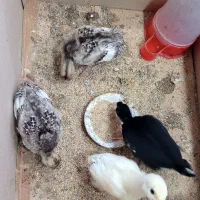 جوجه بوقلمون