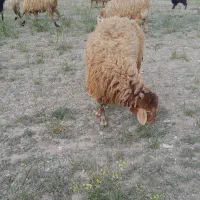 قوچ جوان