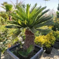 نخل سیکاس ،نخل پالم ،نخل فنیکس