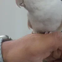 طوطی عروس آلبینو خالص|پرنده|شهریار, رضی آباد بالا|دیوار