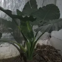 گل بابا آدم