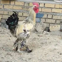 خروس دیلگونی پا بلند