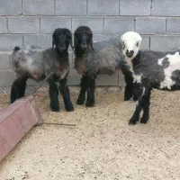 گوسفند زنده کهره وبره چاق همراه با قصابی