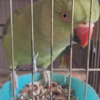 طوطی ملنگو ماده|پرنده|فردیس, فردیس|دیوار