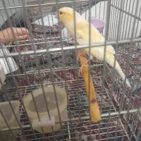قناری ماده جوان جفت نرفته