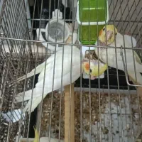 دو دانه جوجه عروس هلندی تازه دون خورشده