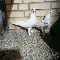 جوجه شازده سرور (سهره) عروس هلندی|پرنده|اسلامشهر, صادقیه|دیوار