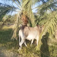 کاوه چاگ چله