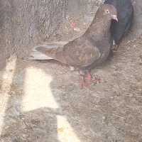 قهوه دم سفید