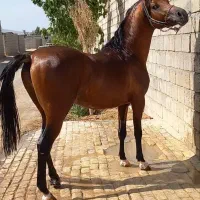 اسب|اسب و تجهیزات اسب‌سواری|خوانسار, |دیوار