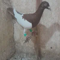 کبوتر یهودی|پرنده|مشهد, گلبرگ شمالی|دیوار
